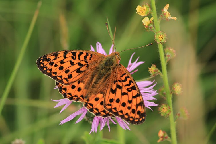 Orange butterfly on flower