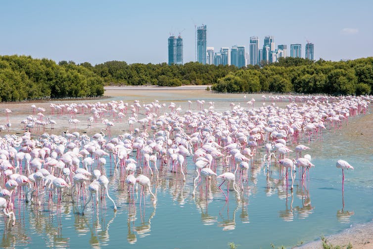A herd of flamingoes in a lagoon with a city skyline in the distance.